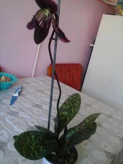 paphio intreaga - orhideele mele