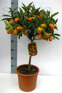 kumquat 110ron - Arbori si arbusti