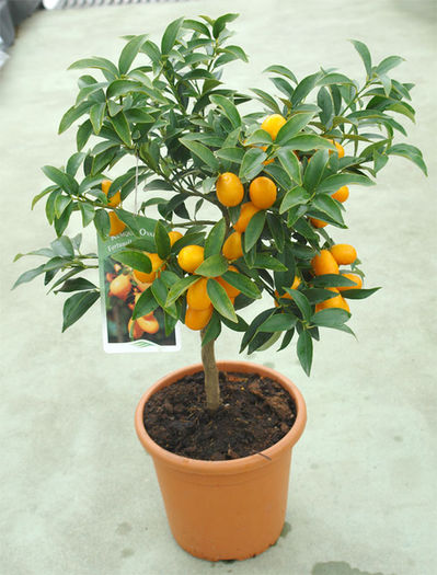 kumquat-fortunella-250ron - Arbori si arbusti