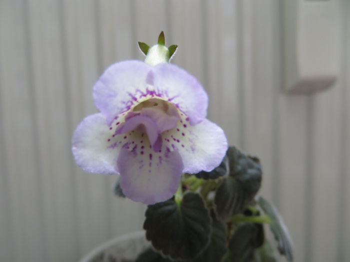  - mini sinningii 2014