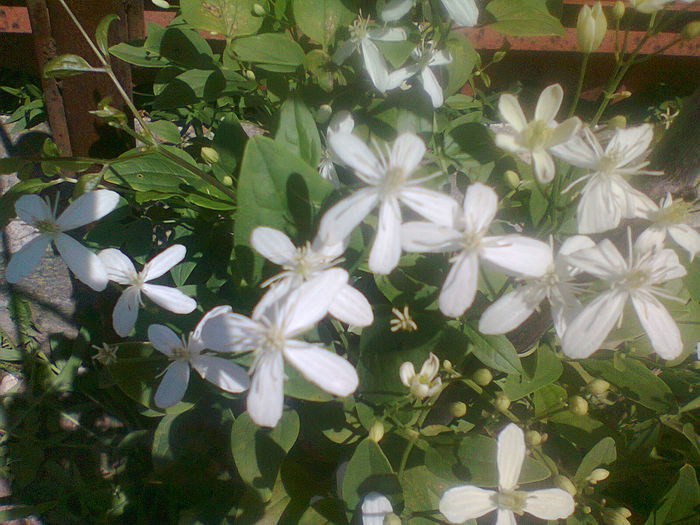 mandshurica parfumata - clematis 2014