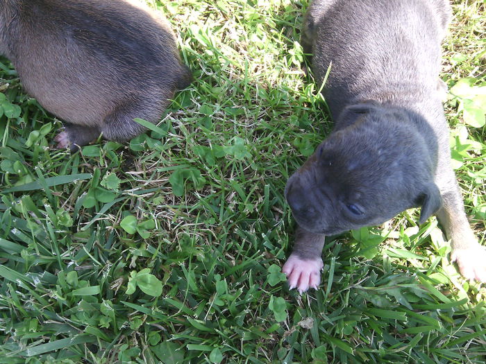 IMG_20140707_110953 - pui pitbull de vanzare