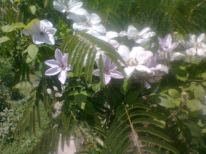 Fotografie1974 - clematis 2014