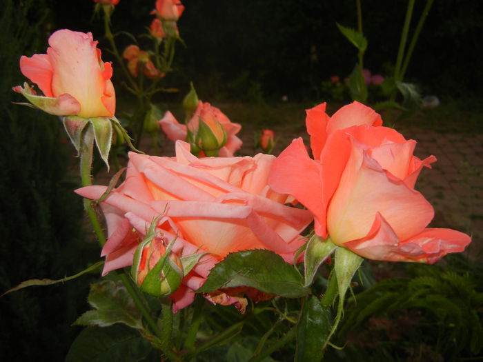 Bright Salmon Rose (2014, June 09)