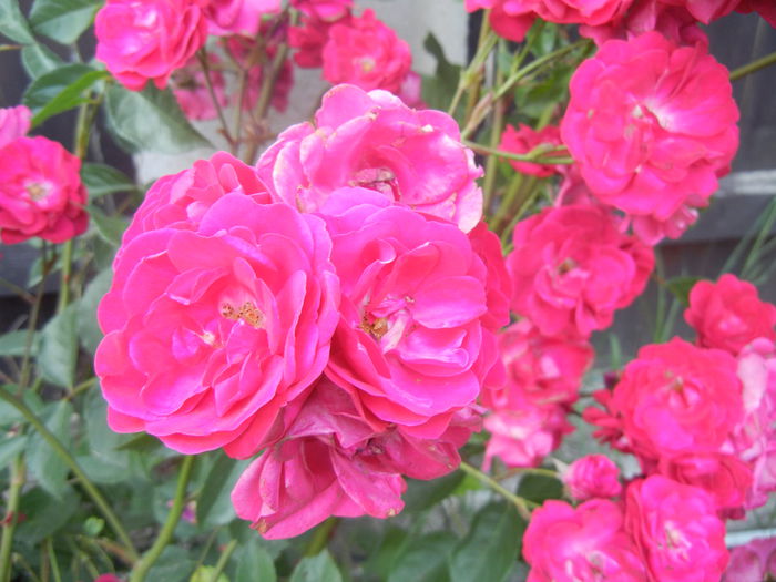 Rose Leipzig (2014, June 09) Rose Leipzig (2014, June 09)