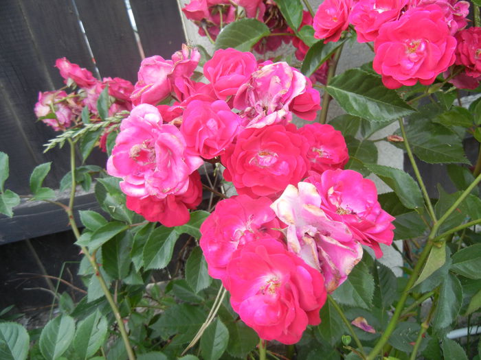 Rose Leipzig (2014, June 09) Rose Leipzig (2014, June 09)