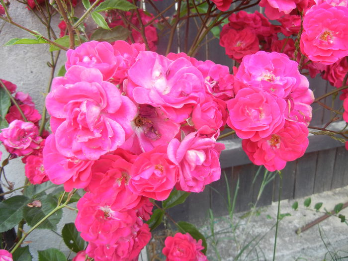 Rose Leipzig (2014, June 09) Rose Leipzig (2014, June 09)