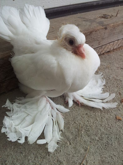 productie proprie, 2014