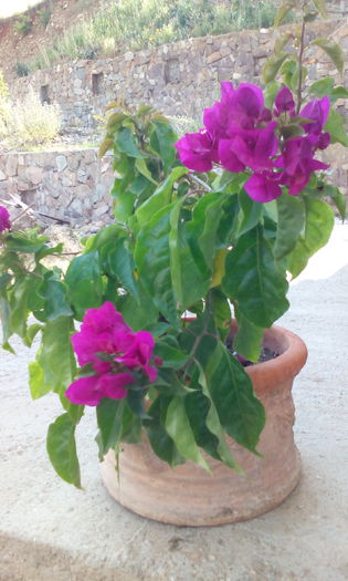 IMG_20140706_172213[1] - BOUGAINVILLEA