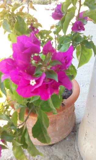 IMG_20140707_161034_1[1] - BOUGAINVILLEA