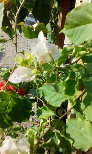 IMG_20140707_084445[1] - BOUGAINVILLEA