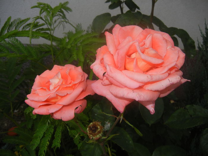 Bright Salmon Rose (2014, June 14)