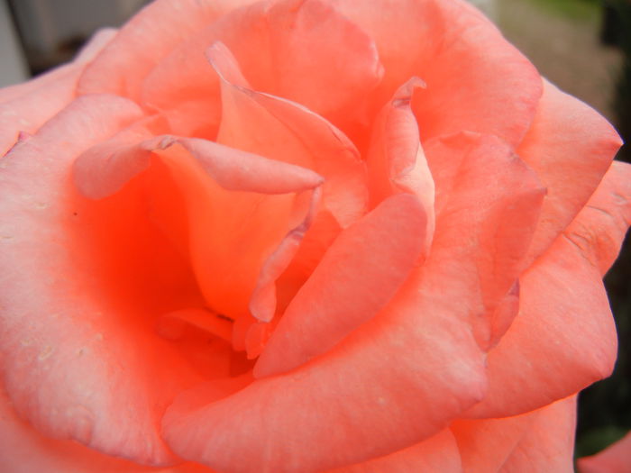 Bright Salmon Rose (2014, June 14) - Rose Salmon Bright