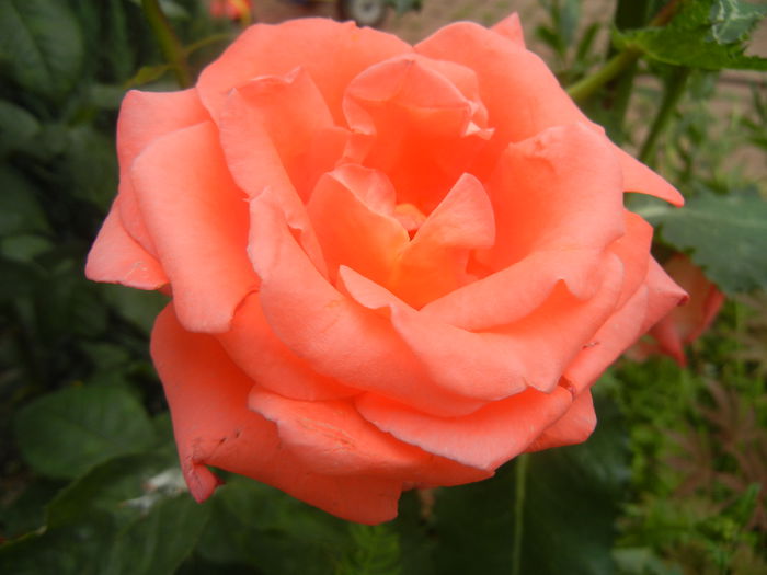 Bright Salmon Rose (2014, June 14) - Rose Salmon Bright