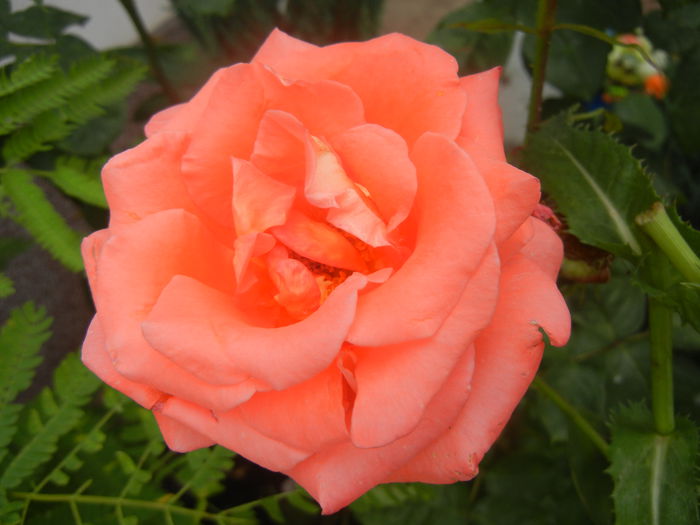 Bright Salmon Rose (2014, June 14)