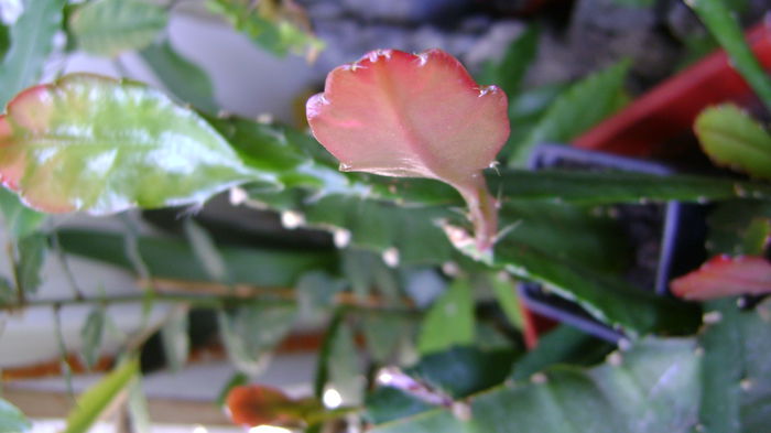 DSC01305