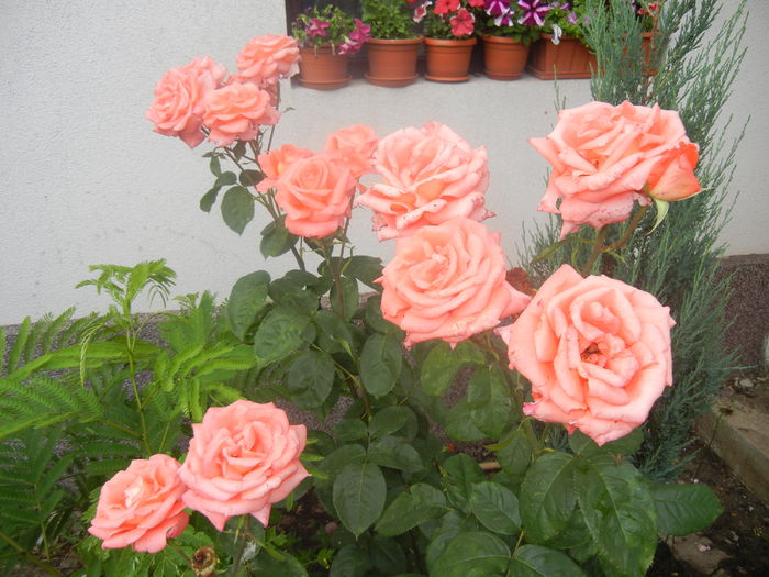 Bright Salmon Rose (2014, June 14) - Rose Salmon Bright