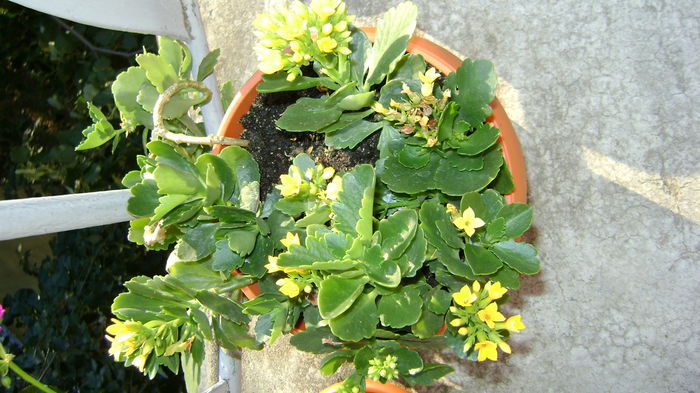 DSC01124 - COLECTIE KALANCHOE 2016