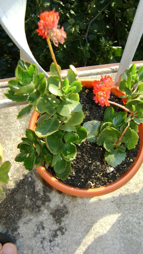 DSC01127 - COLECTIE KALANCHOE 2016