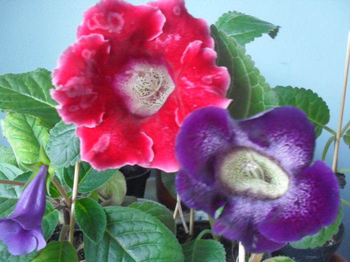 SDC12038 - GLOXINIA 2013-2014