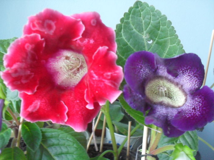 SDC12040 - GLOXINIA 2013-2014