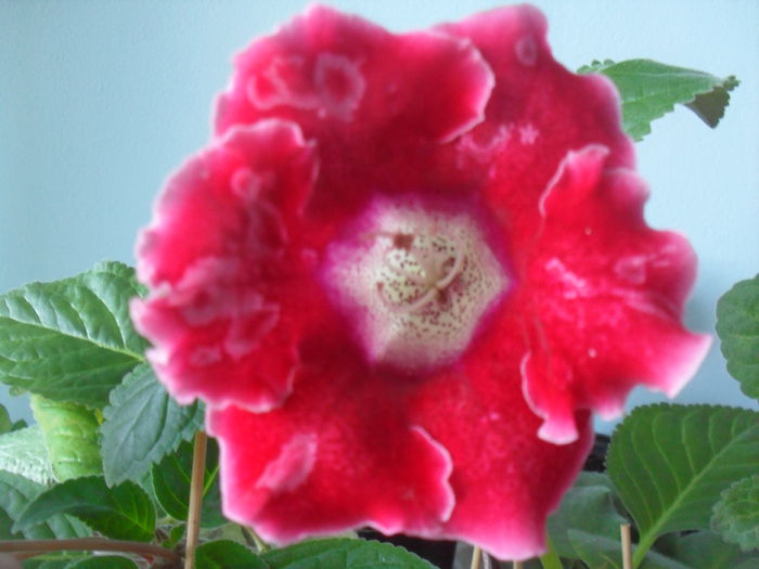 SDC12050 - GLOXINIA 2013-2014