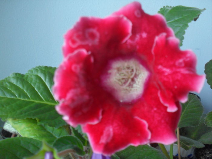 SDC12057 - GLOXINIA 2013-2014