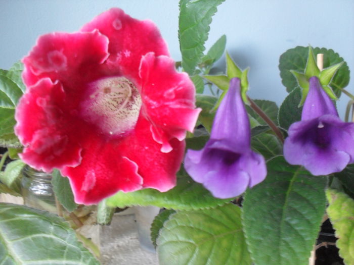 SDC12062 - GLOXINIA 2013-2014