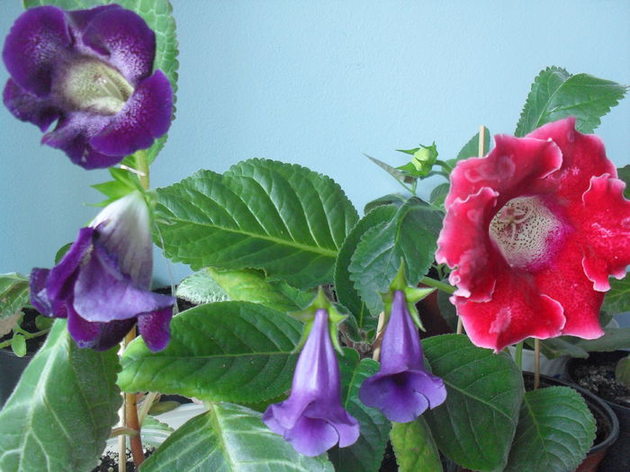 7.07.2014 - GLOXINIA 2013-2014