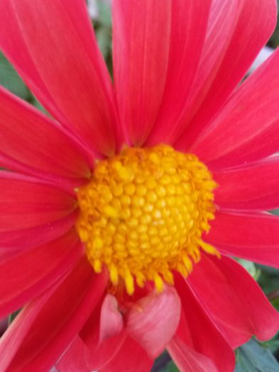 20140705_191501 - flori de gradina 2014