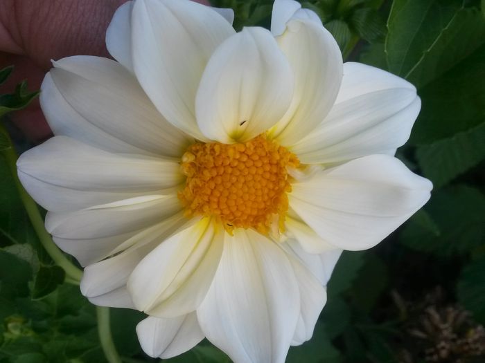 20140705_191509 - flori de gradina 2014