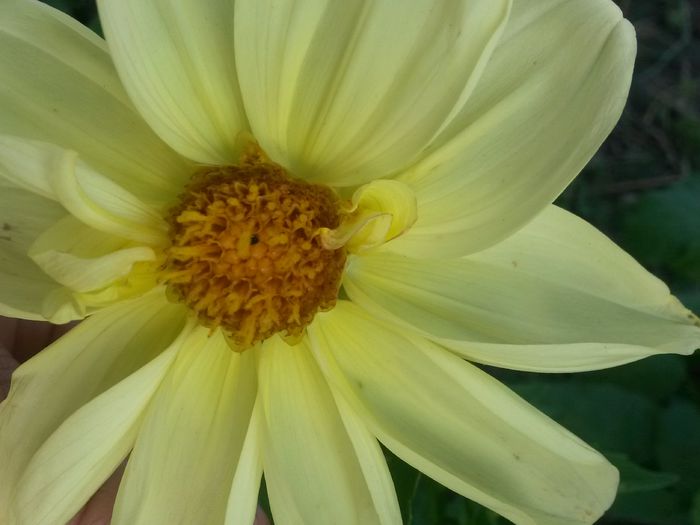 20140705_191517 - flori de gradina 2014