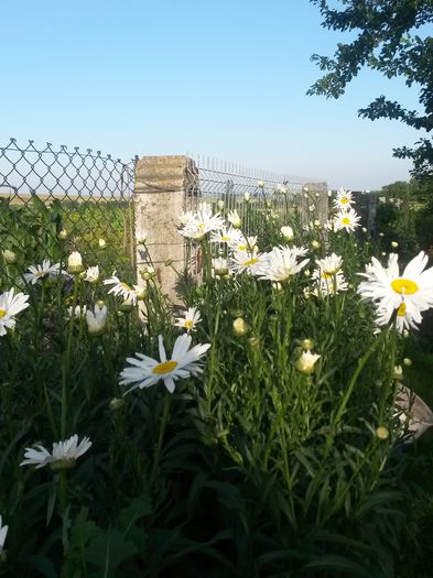 20140705_191614 - flori de gradina 2014