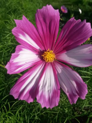 20140705_191946 - flori de gradina 2014