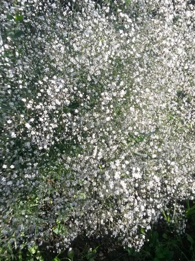 20140705_192105 - flori de gradina 2014