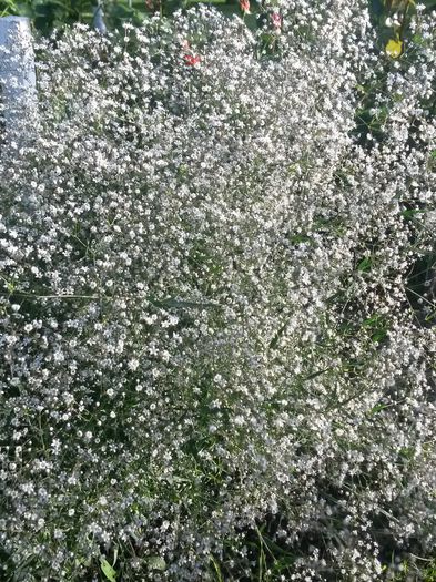 20140705_192142 - flori de gradina 2014