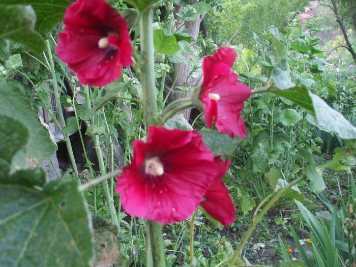 DSCF6870 - Irisi 2014