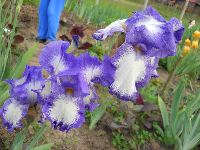 DSCN0246 - Irisi 2014
