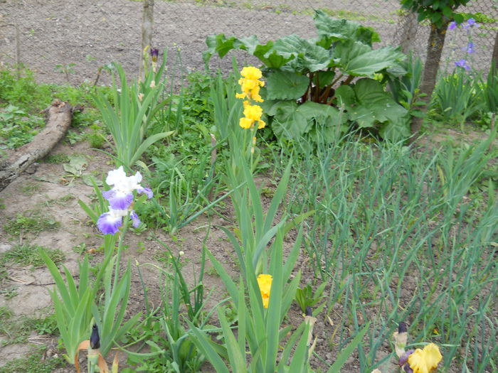 DSCN0272 - Irisi 2014