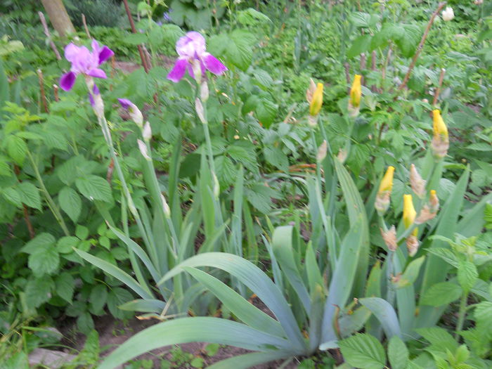 DSCN0285 - Irisi 2014