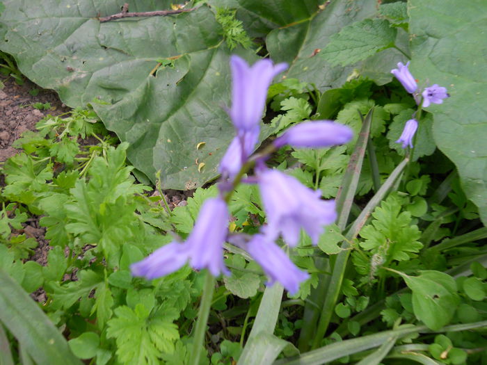 DSCN0288