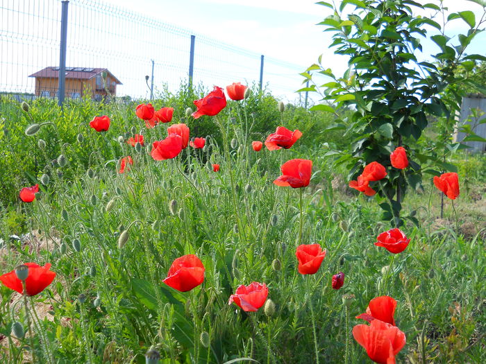 DSCN0318 - Irisi 2014