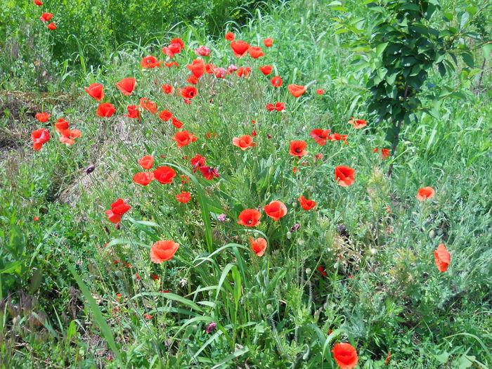 DSCN0328 - Irisi 2014