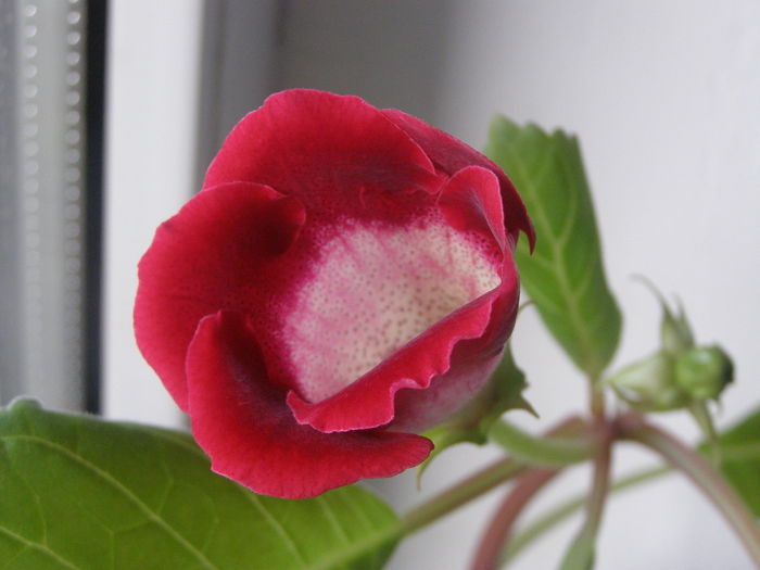 P7020002 - Gloxinute