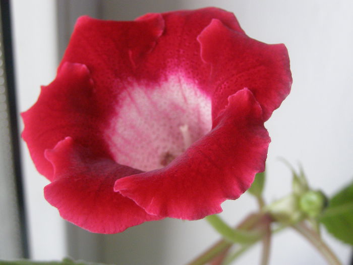 P7030017 - Gloxinute