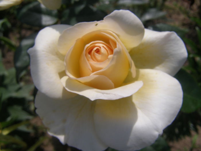 P7060060 - Trandafiri