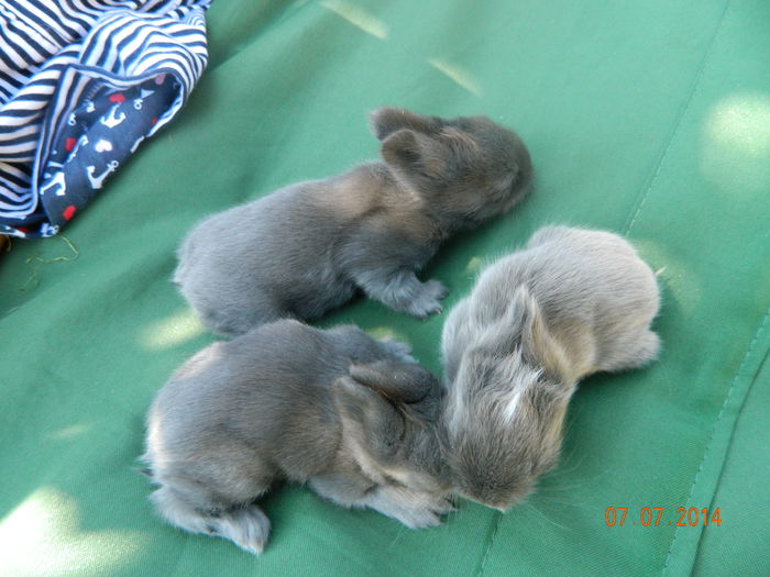Picture 181 - iepuri angora