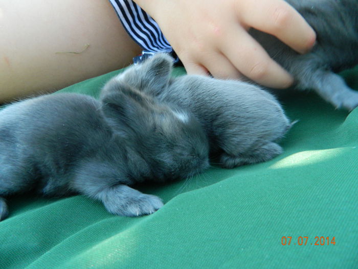 Picture 198 - iepuri angora