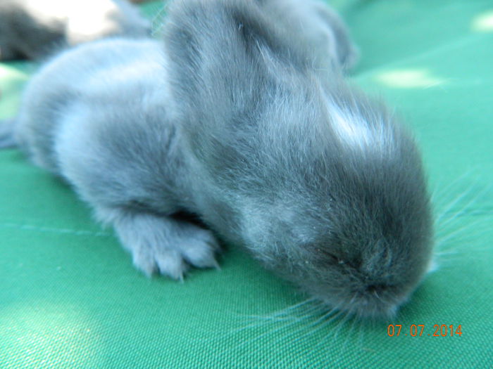Picture 200 - iepuri angora