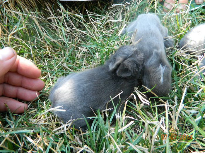 Picture 207 - iepuri angora